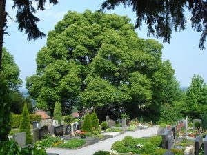 Auerbach, Überblick mit großer Linde